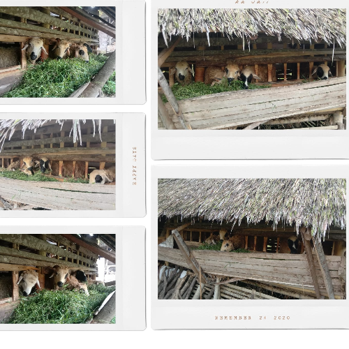 67612dc3db5f9_kelompok_ternak_subur_berkah_2024_12_17_thumb.png